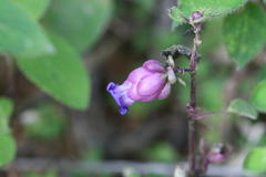 Nilgirianthus heyneanus